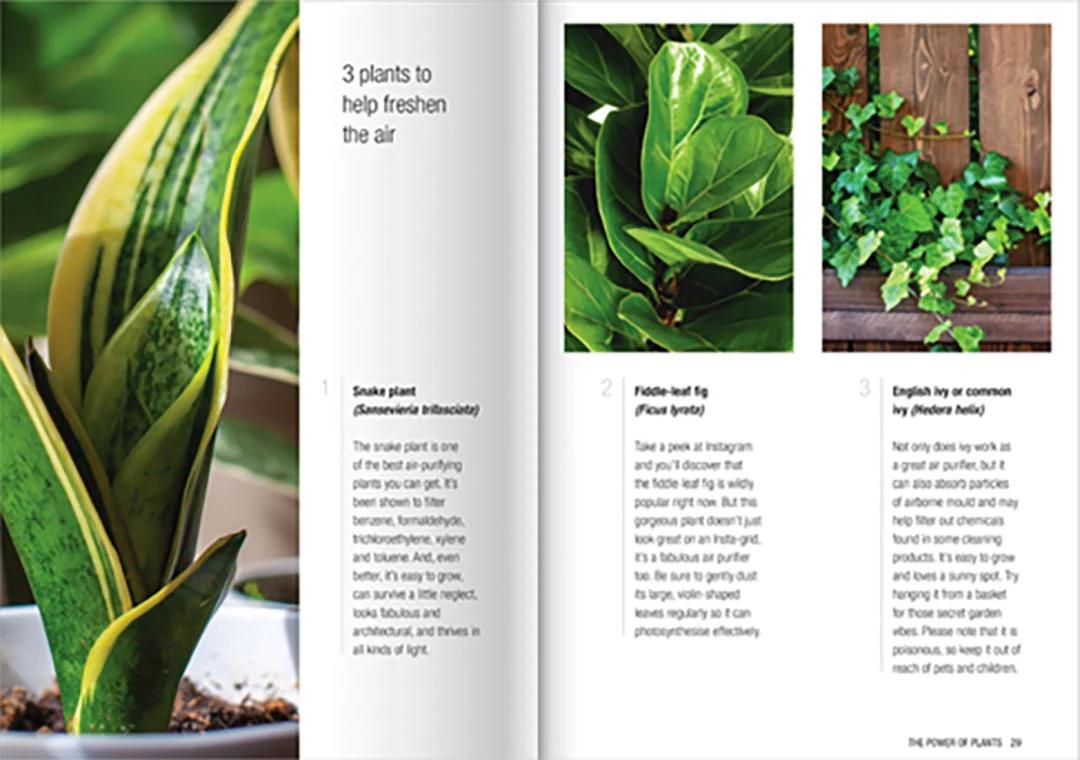 Elevate The Power of Plants Kit - Image 2